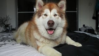 Alaskan Malamute Before amp After [upl. by Afira]