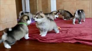 Alaskan malamute puppies [upl. by Natala]