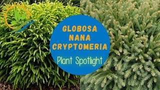 Globosa Nana Cryptomeria  Plant Spotlight [upl. by Cece746]