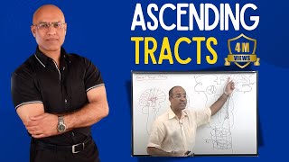 Spinothalamic Tract  Ascending Tracts  Spinocerebellar Tract  Neuroanatomy [upl. by Haze]