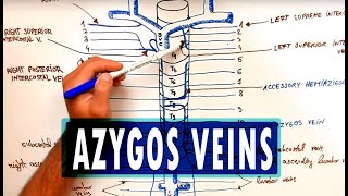 ANATOMY  Azygos Venous System [upl. by Anahsed]