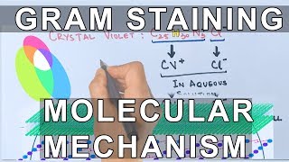 Molecular Mechanism of Gram Staining [upl. by Accever758]