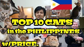 TOP 10 CATS IN THE PHILIPPINES WPRICE vlog47 [upl. by Napier]