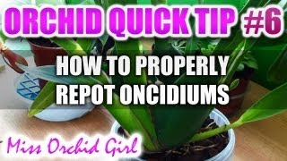 Orchid Tip 6  How to properly repot an Oncidium [upl. by Lauree]