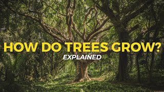 How Trees Grow  Eco Facts  One Tree Planted [upl. by Tracey992]