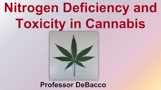 Nitrogen Deficiency and Toxicity in Cannabis [upl. by Savvas261]