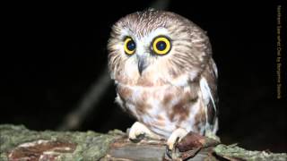 Northern Sawwhet Owl Call [upl. by Candyce]