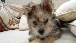 Bichon Yorkie Cross Puppy [upl. by Nelan]