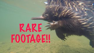 Australian Echidna Adventure  RARE FOOTAGE HD [upl. by Sill]