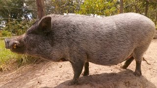 Pot Belly Pig Care For Beginners [upl. by Helse835]