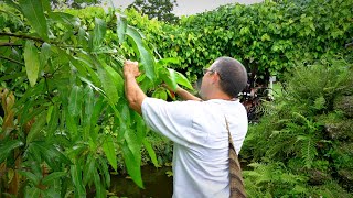 Pruning Mango Trees 101 w Dr Richard Campbell [upl. by Ema]