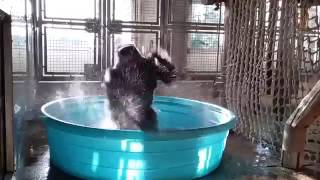 Gorilla dancing to Maniac in a pool [upl. by Yerffeg248]