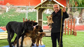 CESAR MILLAN TEACHES YOU HOW TO USE THE LEASH [upl. by Attirehs422]