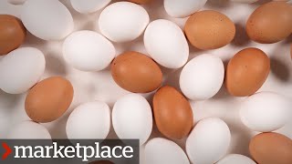 Which eggs are more nutritious Testing organic freerun and conventional Marketplace [upl. by Fruin]