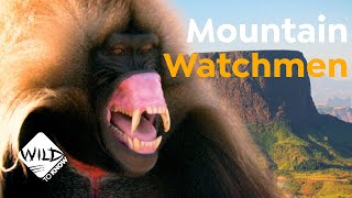 Geladas Watchmen of Ethiopia’s Mountains  Wild to Know [upl. by Enelrihs]