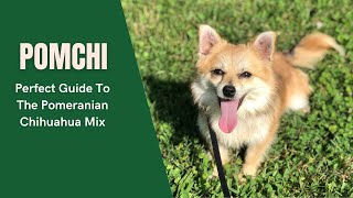 Pomchi  A Perfect Guide To The Pomeranian Chihuahua Mix [upl. by Calondra]