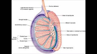 Inflammation du testicule orchite [upl. by Hsinam]