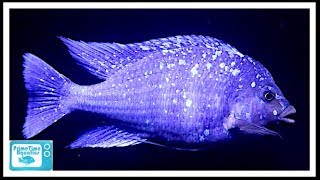 Star Sapphire Cichlid Care and Breeding A Big Beautiful Fish [upl. by Diahann762]