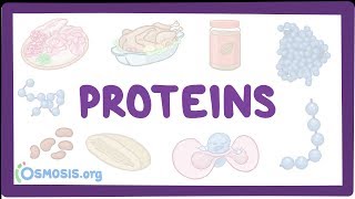 Proteins [upl. by Anidualc586]