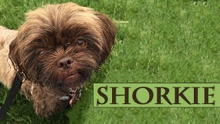 Shorkie  Complete Guide For A Shorkie Puppy Owner [upl. by Ennaillek]