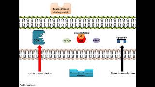 Glucocorticoids  AntiInflammation Mechanism of Action [upl. by Evars]