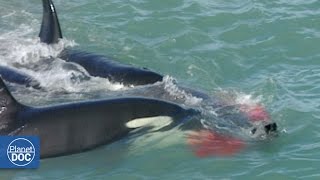 Killer Whales Attack Elephant Seal Patagonia [upl. by Frasco210]