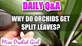 QampA  Why do Orchids get split leaves [upl. by Ecinuahs]