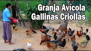 Granja avícola de Gallinas Criollas [upl. by Suoicerp]