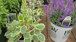 Eryngium Jade Frost Sea Holly  EXCEPTIONAL Unusual Perennial for Sunny Welldrained Spot [upl. by Htbazile]