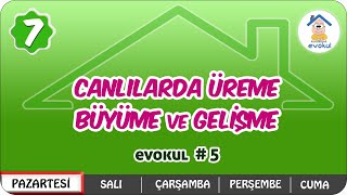 Canlılarda Üreme Büyüme ve Gelişme  7 Sınıf uzaktaneğitim evokul Kampı [upl. by Eidoc]