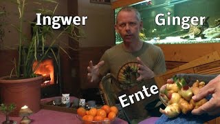 Ingwer Ernte [upl. by Ginzburg]