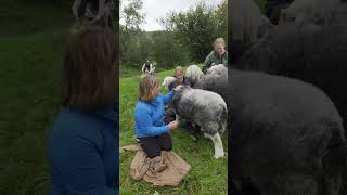 The Herdwick Sheep Experience [upl. by Nois436]