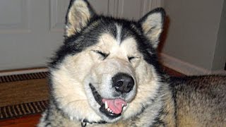 Funny Alaskan Malamute Compilation NEW [upl. by Yzeerb463]