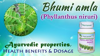 Bhumi amla Phyllanthus niruri  Ayurvedic properties Health benefits amp Dosage [upl. by Cristine172]