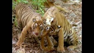 Baby Einstein  Wild Animal Safari Amazon Trailer [upl. by Ennayrb779]