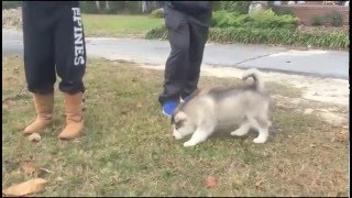 Alaskan Malamute Puppy Vocalizing [upl. by Modesta]