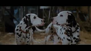 101 Dalmatian puppies reunited [upl. by Aldas627]