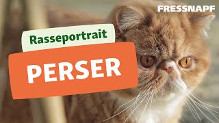 Perser Katze Rasseportrait  FRESSNAPF [upl. by Fronniah979]