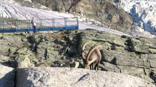 Gasenried Grächen  Bordierhütte  21 22 Juli 2015 [upl. by Arotahs498]