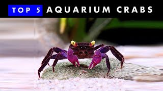 TOP 5 Aquarium Crabs  Knowing amp Caring [upl. by Kimmie]