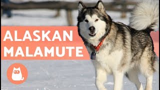 Malamute de Alaska  Características [upl. by Elraet433]