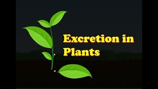 Biology  Excretion in Plants [upl. by Yeltihw]