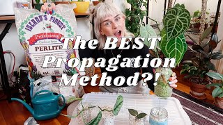 Propagating in Perlite  It Saved My Plants From Root Rot [upl. by Woodsum561]