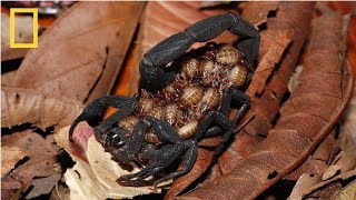 National Geographic Wild  Deadly Scorpions  Documentary HD 2017 [upl. by Kora519]