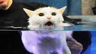 Cats Hate Water  Funny Cats in Water Compilation 2020 1 [upl. by Havens]