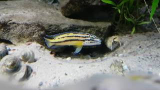 Julidochromis marksmithi regani kipili Nachwuchs [upl. by Nnayt]