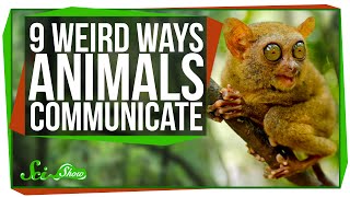 9 Weird Ways Animals Communicate [upl. by Estevan840]