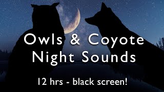 Owls Coyotes amp Crickets 12 HOURS Night Time White Noise [upl. by Tallia]