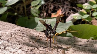 Giant Wasp Drills Through Tree to Parasitize Other Wasps Larva [upl. by Uttica16]