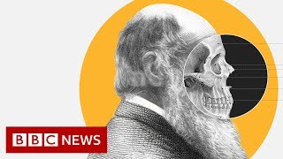 Theory of Evolution How did Darwin come up with it  BBC News [upl. by Lunt]